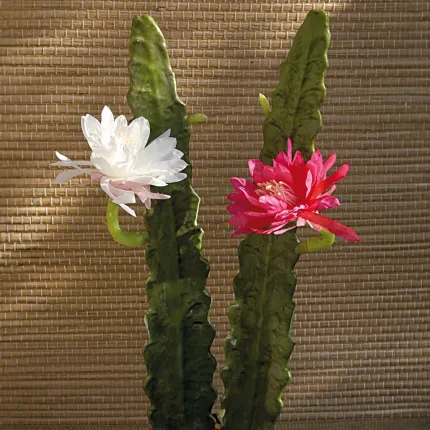 cactus cierge artificiel fleuri fushia ou blanc 52 cm sur fond beige
