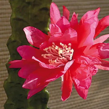 fleurs cactus cierge artificiel fleuri fushia 52 cm