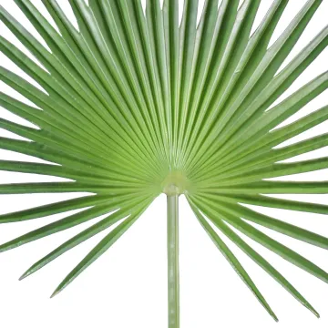 feuille PALMIER CAMERUS 120 et 150 cm - proche