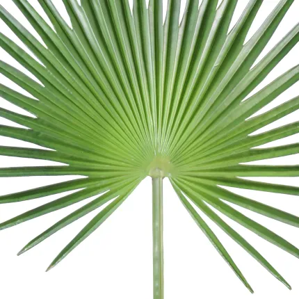 feuille PALMIER CAMERUS 120 et 150 cm - proche