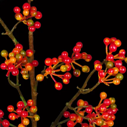 branche BAIES orange 70 cm détails