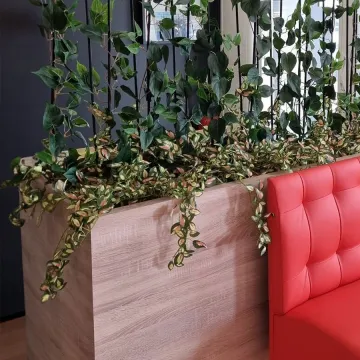 mise en situation hoya mini artificiel dans une séparation dans salle d'attente