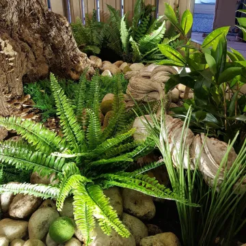 FOUGERE artificielle boston dans un hall d'accueil