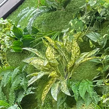 AGLAONEMA artificiel 40 cm incorporé dans un mur végétal artificiel