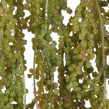 feuilles RENOUE PLAST 65 cm