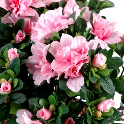 fleurs AZALEE artificielle 30 cm rose