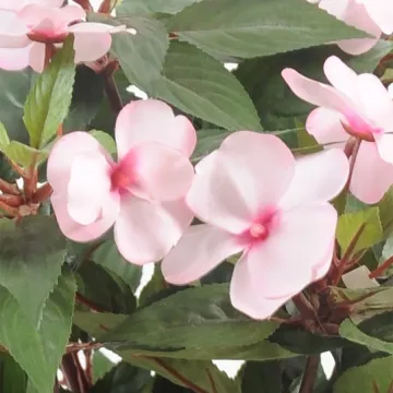 fleurs IMPATIENS artificielle 40 cm rose