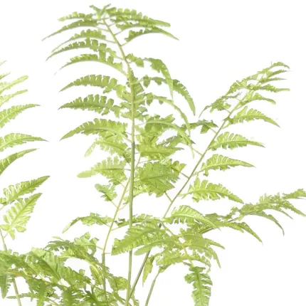 feuilles FOUGERE artificielle sur plot