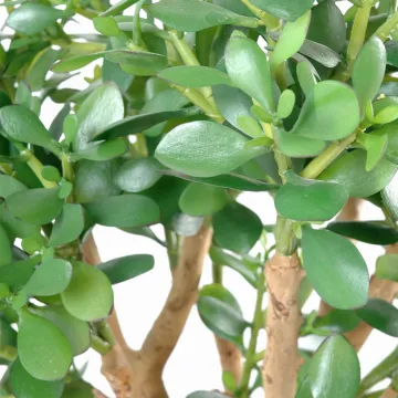 feuilles CRASSULA artificiel LARGE  65 cm