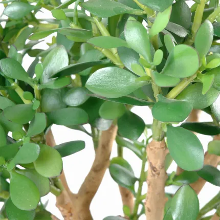 feuilles CRASSULA artificiel LARGE  65 cm