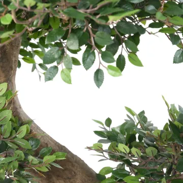 feuillage BONSAI artificiel ORME 90 cm