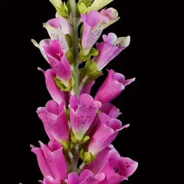 détail fleurs DIGITALE artificielle 90 cm