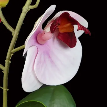 fleurs composition ORCHIDEE artificielle 18 cm blanc coeur rose