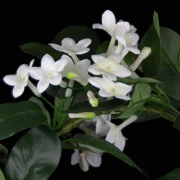 fleurs STEPHANOTIS artificiel en pot 43 cm