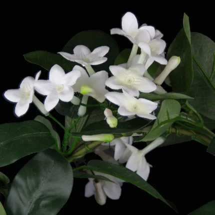 fleurs STEPHANOTIS artificiel en pot 43 cm