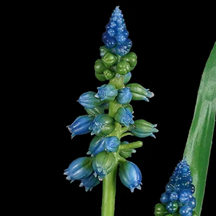 fleur pic MUSCARI artificiel 35 cm