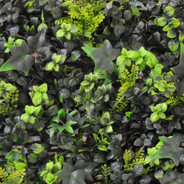 détail MUR fond buis et lierre  50 x 50 cm