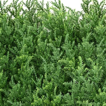 feuillage CYPRES PLAQUE 50 cm x 50cm