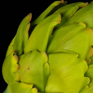 feuille d'artichaut artificiel - détail