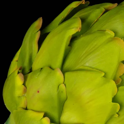 feuille d'artichaut artificiel - détail