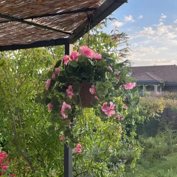 mise  en situation Géranium artificiel en pot à suspendre 75 cm sur terrasse