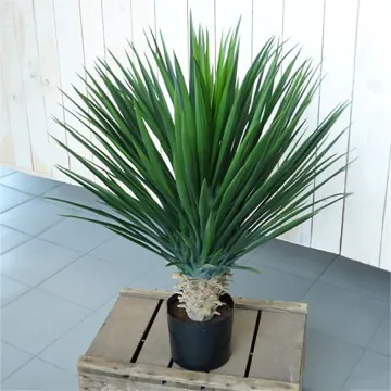 mise en situation YUCCA artificiel ROSTRATA DE LUXE ou yucca rostré  80 cm