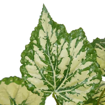 feuilles BEGONIA ANGEL artificiel vert/crème 40 cm