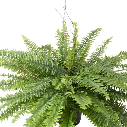 FOUGERE Boston artificielle en pot 110 cm de dessus