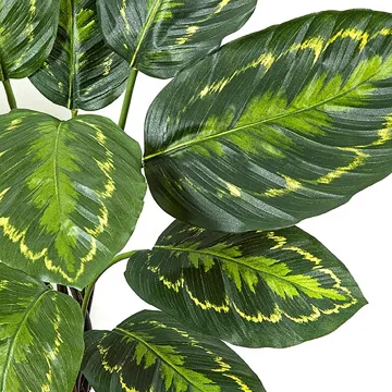 feuilles CALATHEA ROSEOPICTA artificiel 53 cm