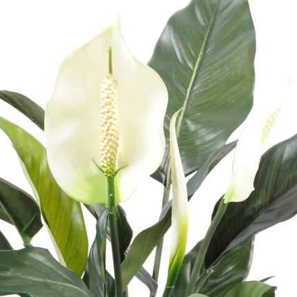 fleurs SPATHIPHYLLUM artificiel  2 fleurs 1 bouton 52 cm