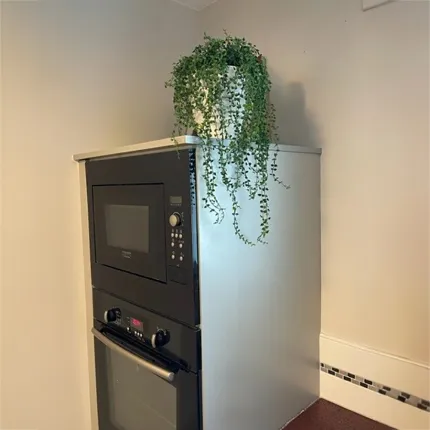 mise en situation callisia plastique artificiel dans une cuisine sur le four