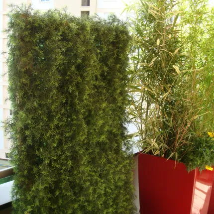 mise en situation SPRENGERI artificiel 75 et 110 cm mur sur terrasse