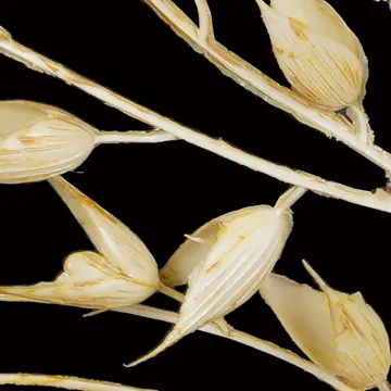 AVOINE artificiel 42 cm