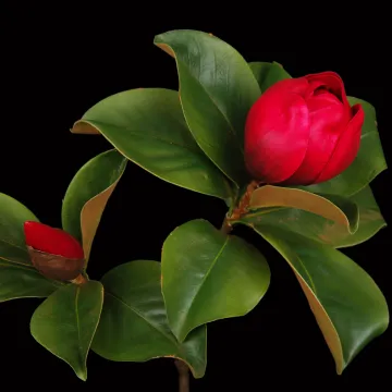 fleurs branche MAGNOLIA artificiel 90 cm