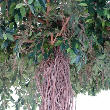 troncs et feuilles FICUS artificiel LIANES umbrella 320 cm diam 450 cm