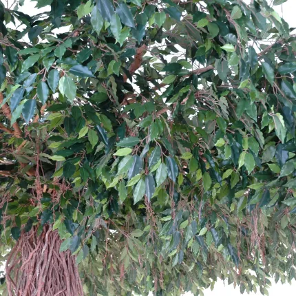 feuillage FICUS artificiel LIANES umbrella