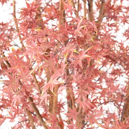 feuilles ERABLE artificiel plast (Aralia) 270 cm vert rouge