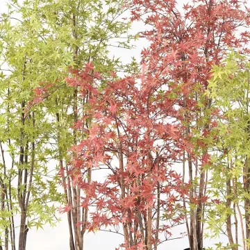 ERABLE artificiel plast (Aralia)  150 à 210 cm vert et rouge