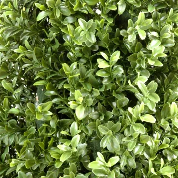 feuilles BUIS artificiel PYRAMIDE  NEW  160 cm