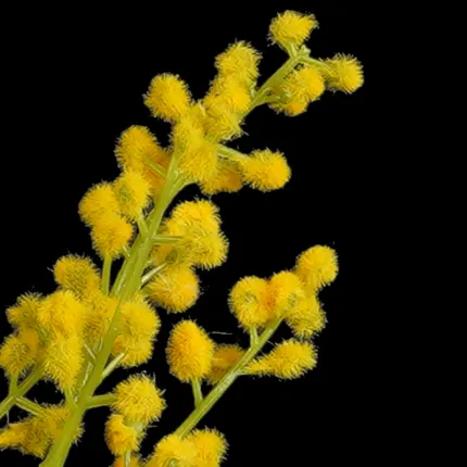 fleurs Branche MIMOSA artificielle 70 cm