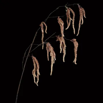 AMARANTHE artificielle 90 cm marron clair