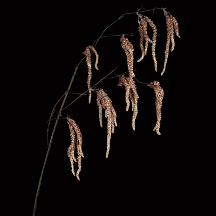 AMARANTHE artificielle 90 cm marron clair