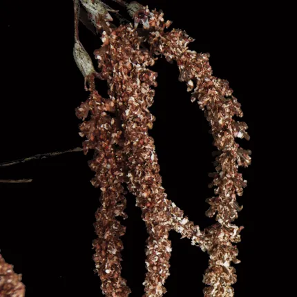 détail en gros plan AMARANTHE artificielle 90 cm marron clair