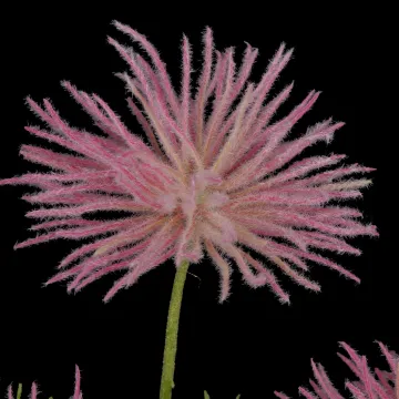 fleur Akène d' ANEMONE artificielle 65 cm rose