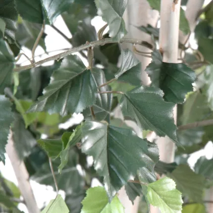 feuille BOULEAU artificiel 180 et 210 cm