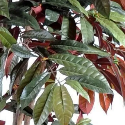 feuille CAPENSIA artificiel NICE  170 cm