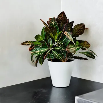 mise en situation TREVISE Ø  20 cm sur un meuble