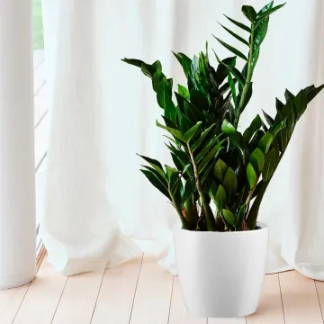 milano Ø  25 cm avec une plante