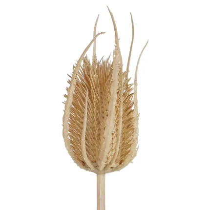 détails tête CHARDON artificiel crème 74 cm