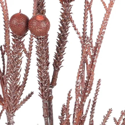 tiges Plante des SABLES 51 cm bordeaux